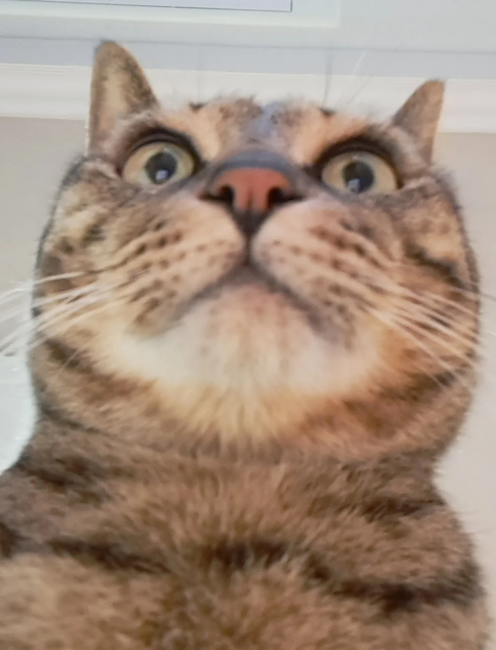 까까주세요