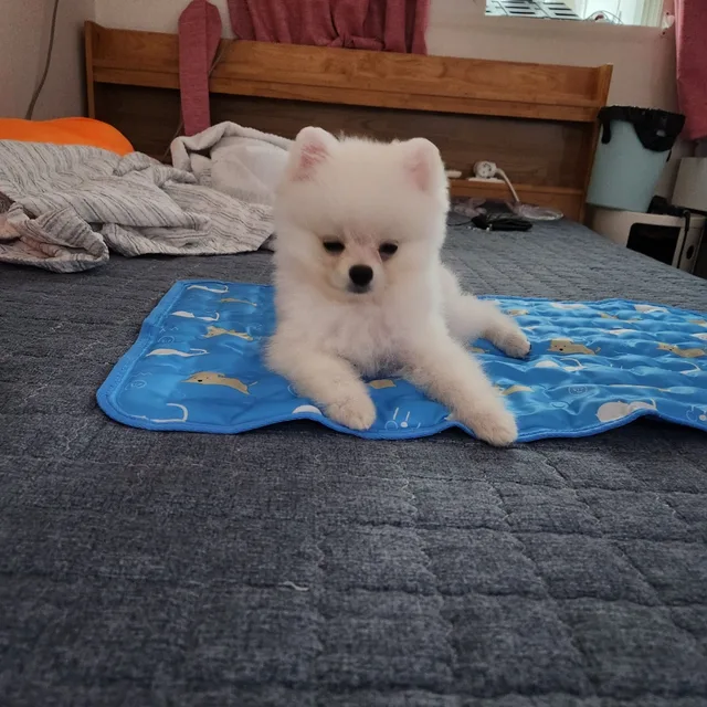 조아용