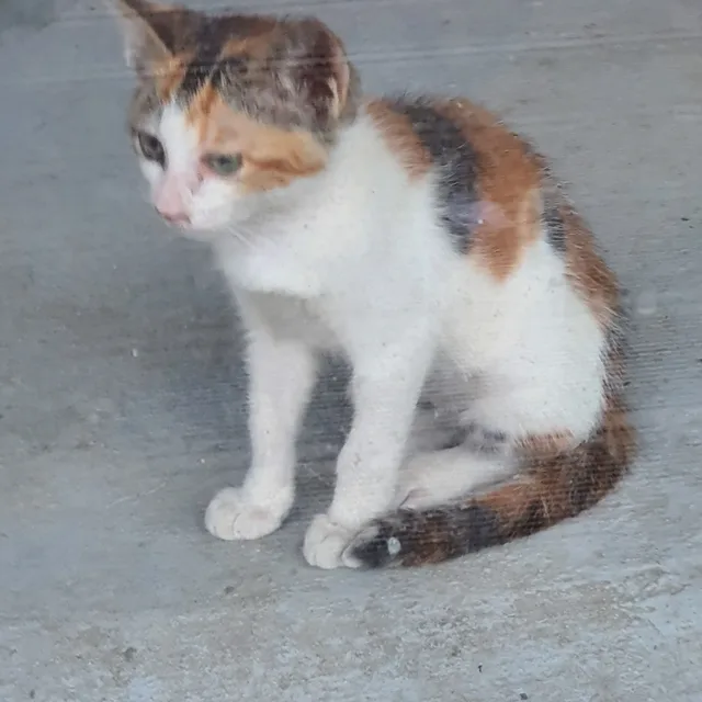 하루카세미