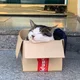 진진