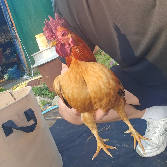 좋은날