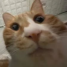 고사미