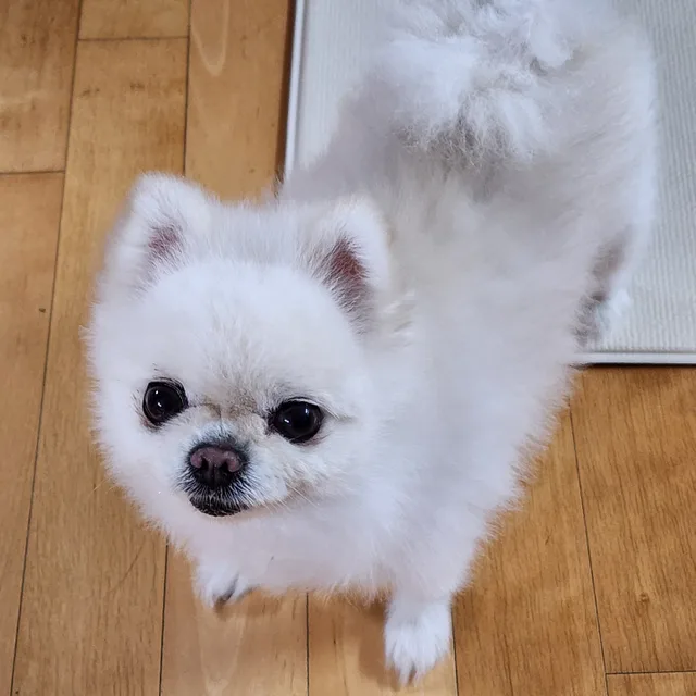 헤이디