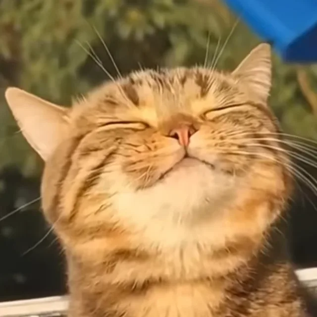 도르리