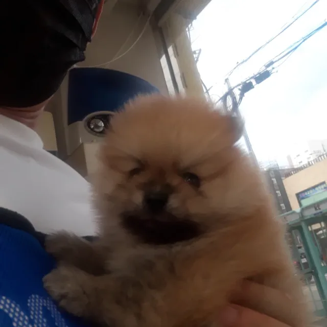 순수함