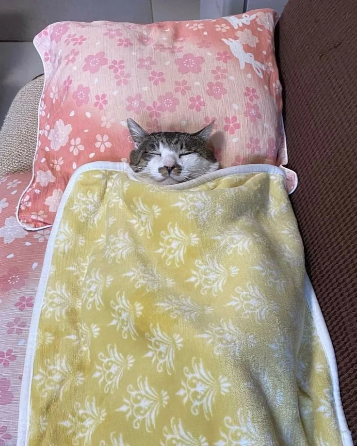 따끈한고양이