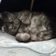 홍당뮤