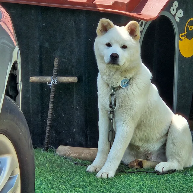 닉닉
