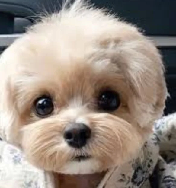 사랑이제일