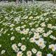 데이지수