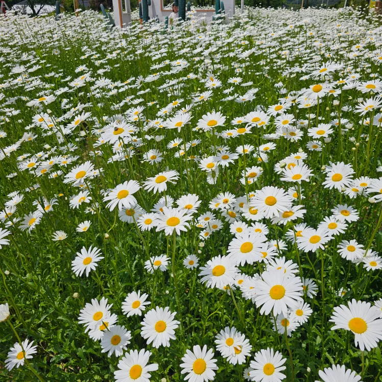 데이지수