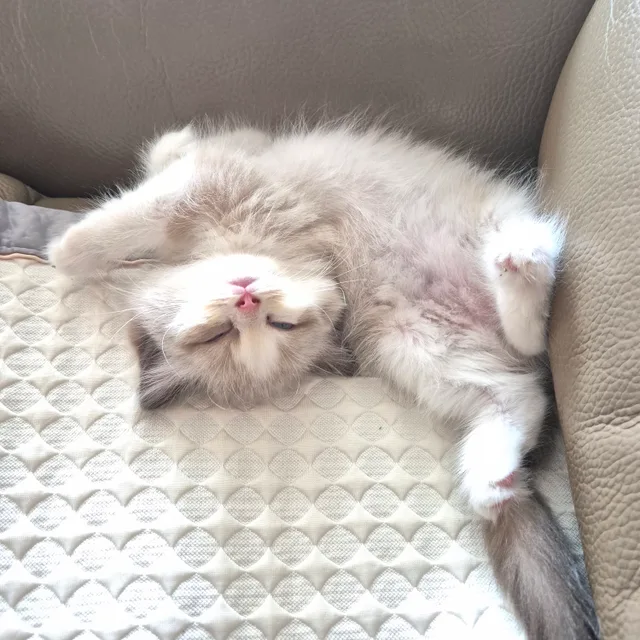 싸파