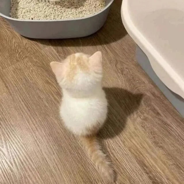 뱅갈냥냥이