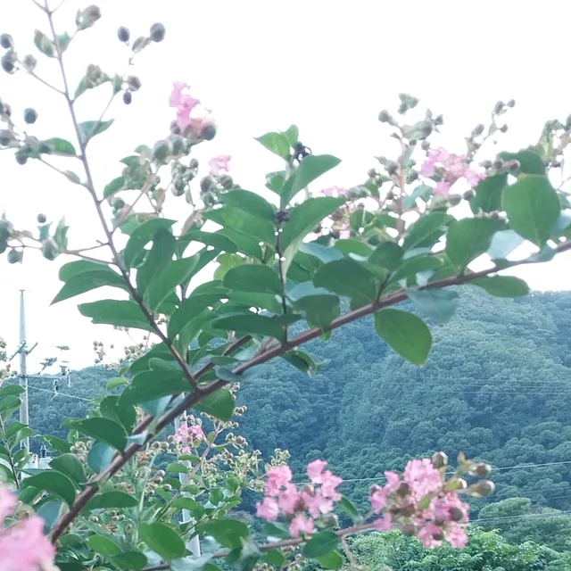 바로나