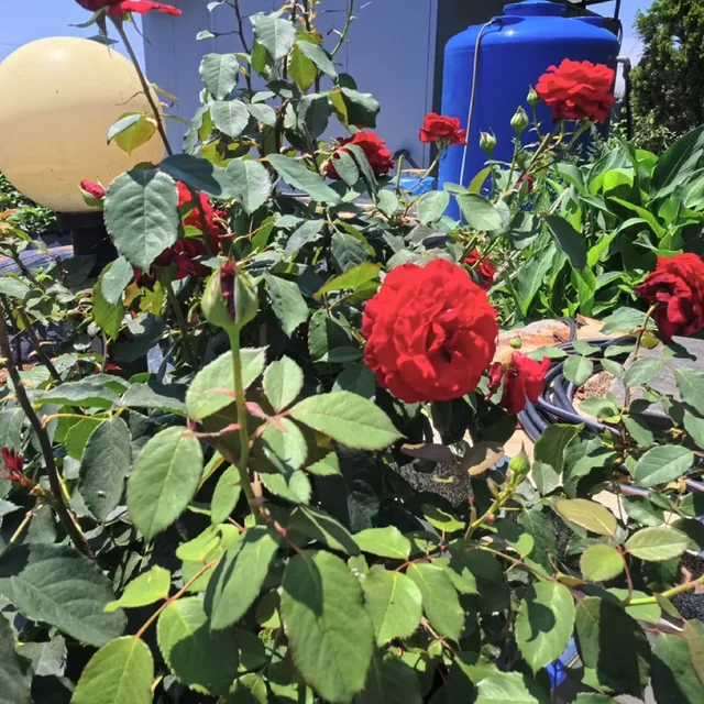 라온파파