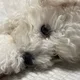 뭉이
