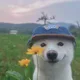 할리