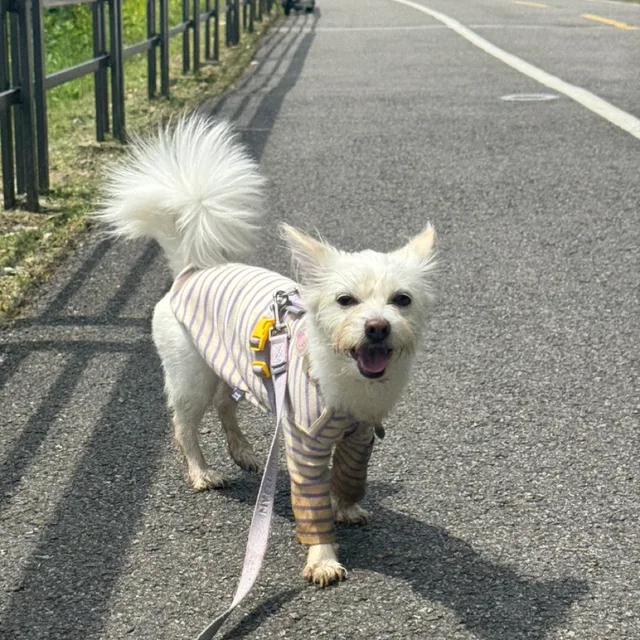째봄언닝