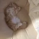 해니