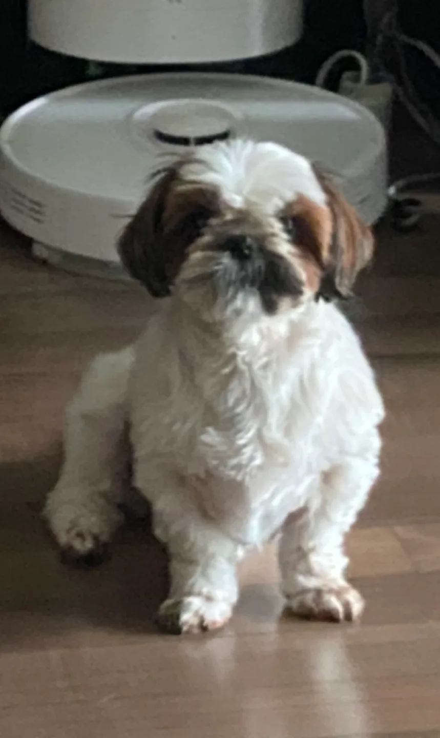 별똥몽