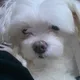 짱이사랑