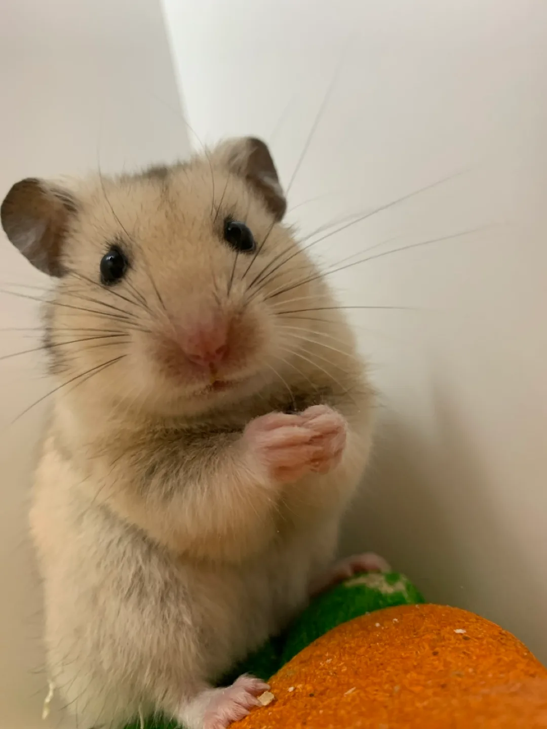보송하우스
