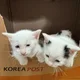 꽁순이