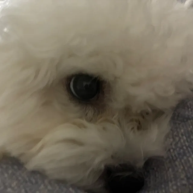 솜솜