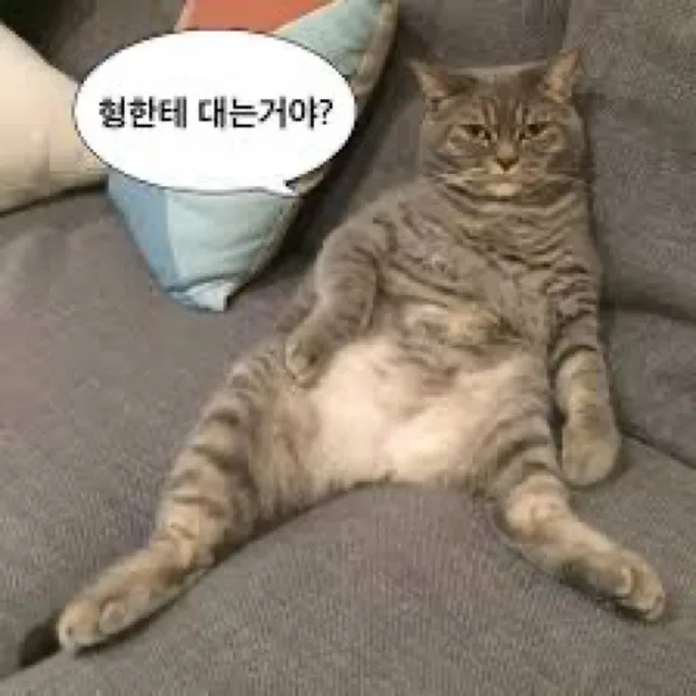 고먐미