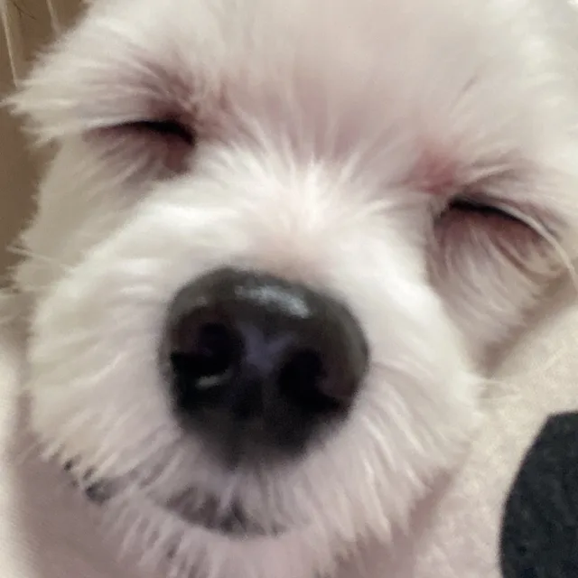당근당근