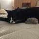 츄로츄로