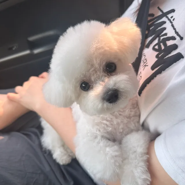마루