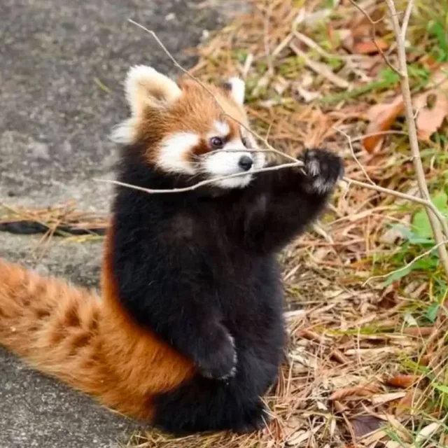 레서판다