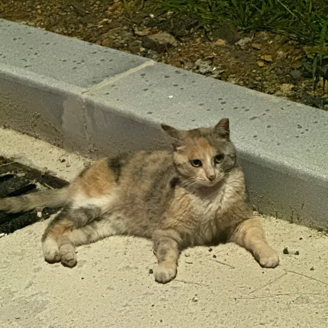 펭귄