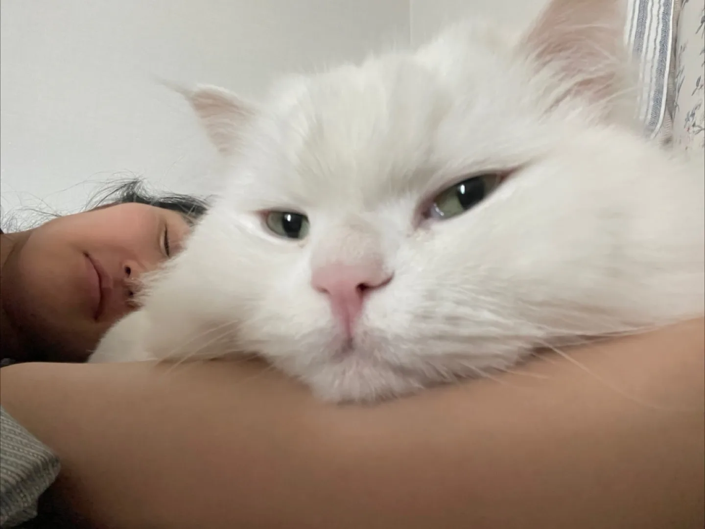 앙용하세요