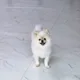 레오멍멍