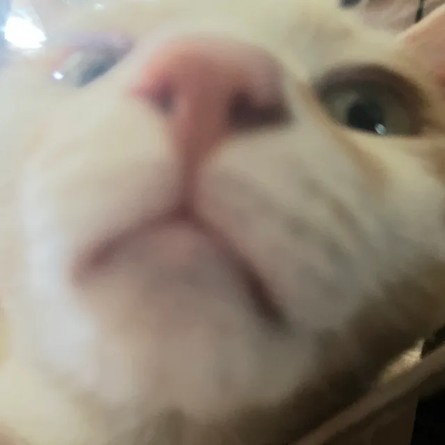 냐옹이좋아