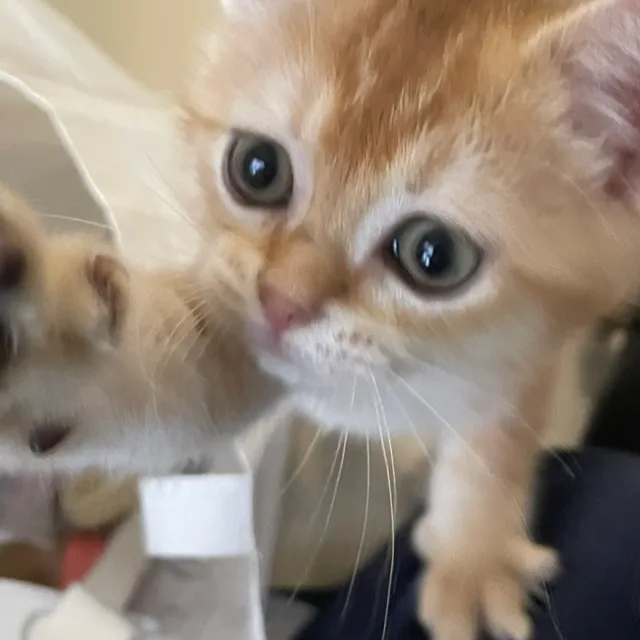 예디