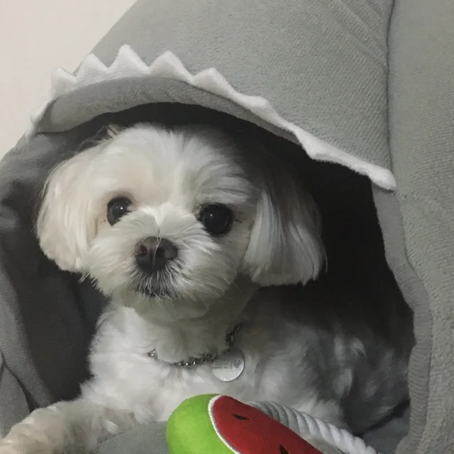 하이바이