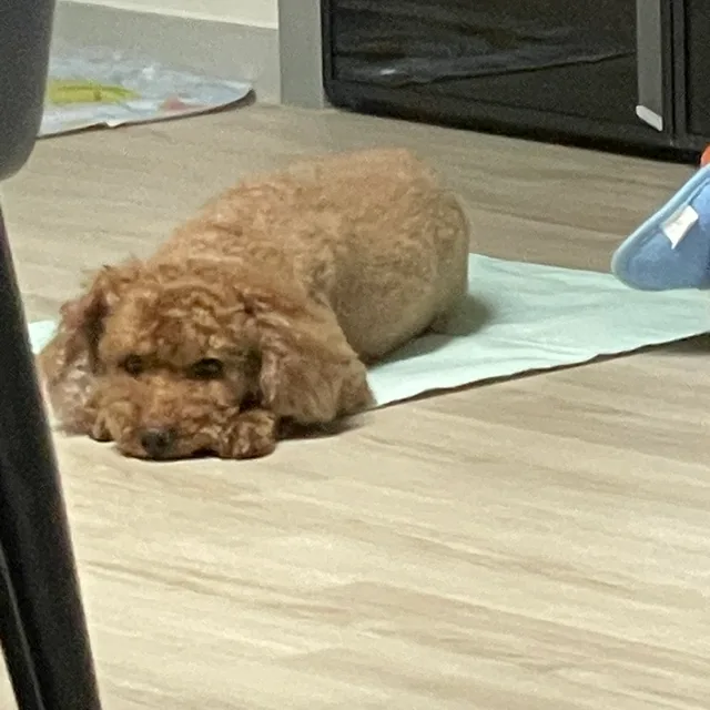 대박이네