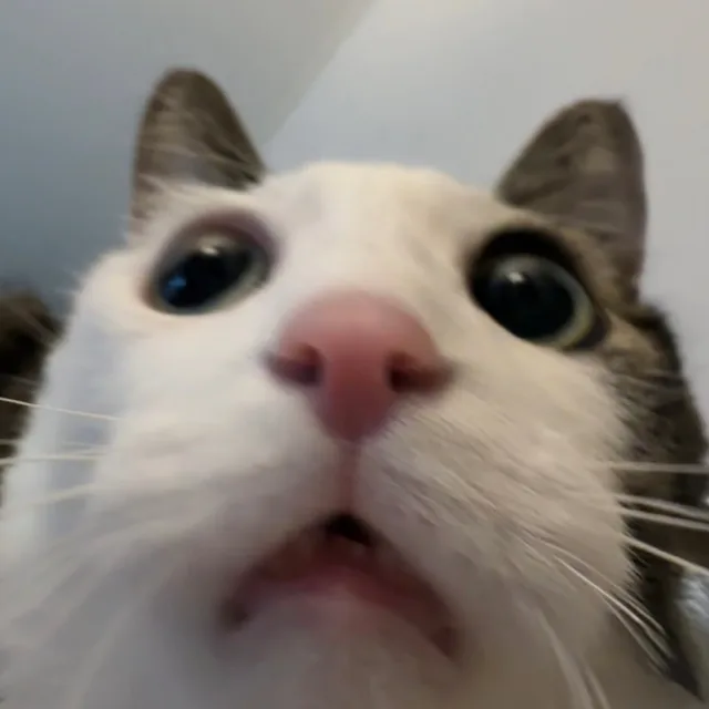 고영