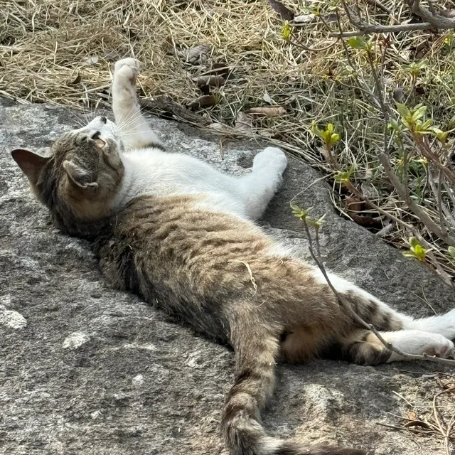 하루