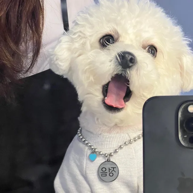 정음이