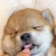 캐럿냠냠