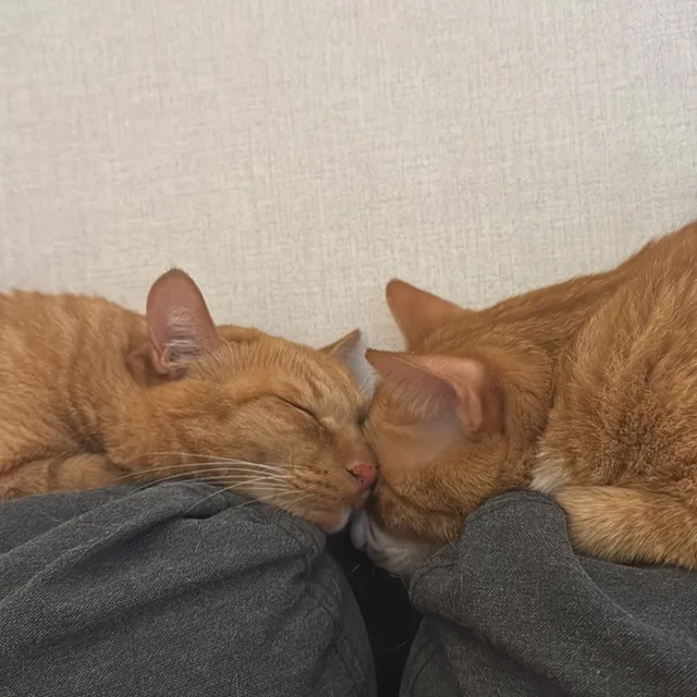 Procatmum