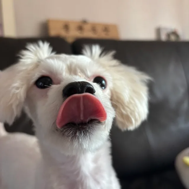 물복규비니스트