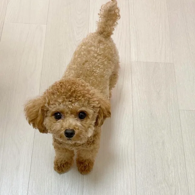 두부두부둡