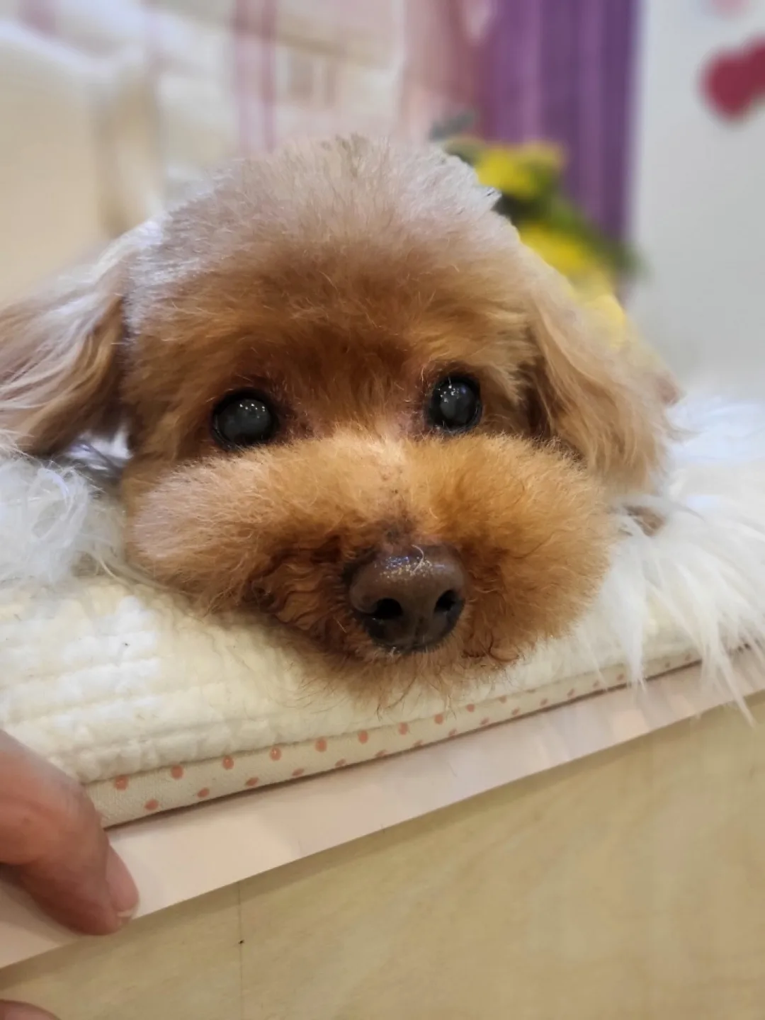 카즈호