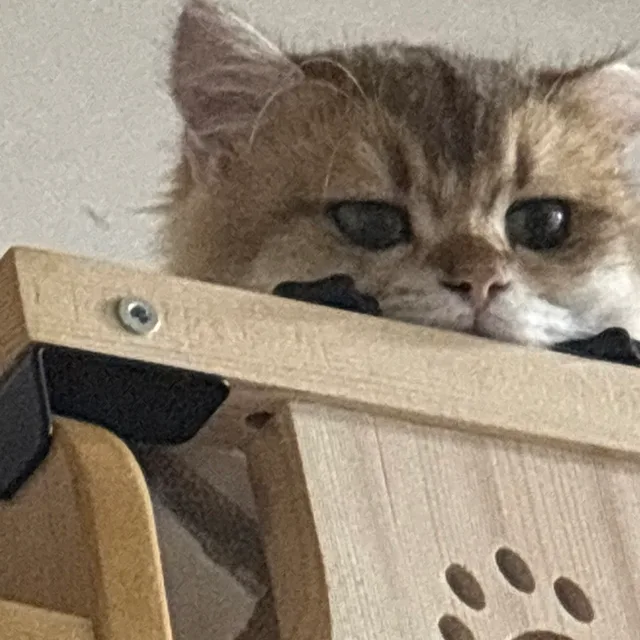 땅콩감자누나