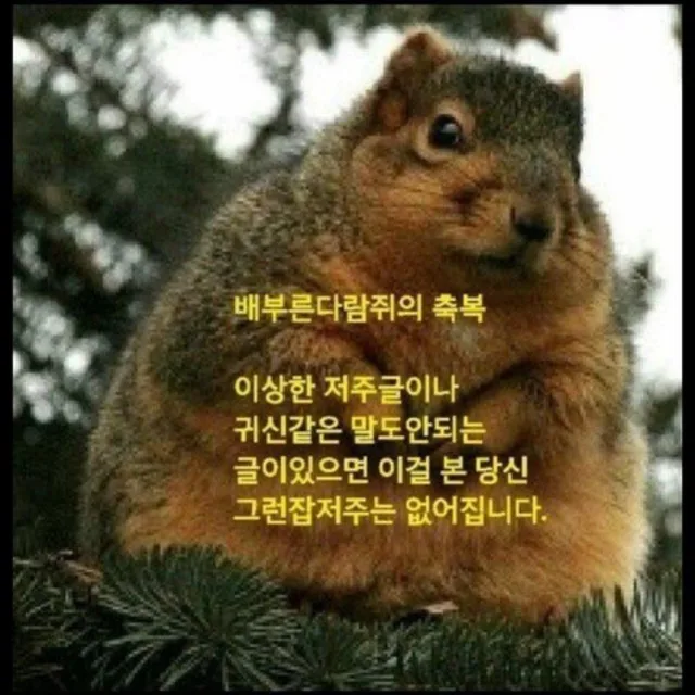 야쿠자다람쥐
